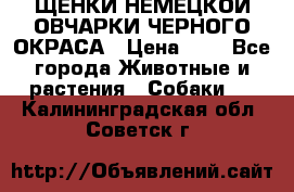 ЩЕНКИ НЕМЕЦКОЙ ОВЧАРКИ ЧЕРНОГО ОКРАСА › Цена ­ 1 - Все города Животные и растения » Собаки   . Калининградская обл.,Советск г.